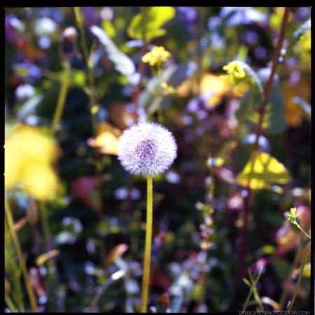 DANDELION, COLOR